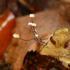 Marasmius bulliardii
