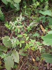 Croton lundianus
