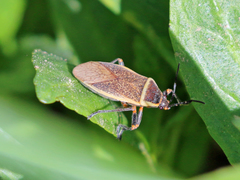 Largus maculiventris