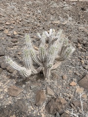 Euphorbia handiensis