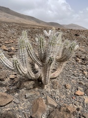 Euphorbia handiensis