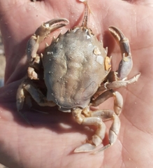 Nautilocorystes ocellatus
