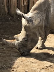 Rhinocerotidae