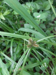 Cyperus aggregatus