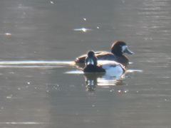 Aythya marila
