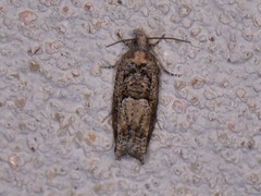 Pseudexentera hodsoni