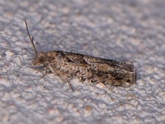 Pseudexentera hodsoni