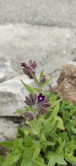 Anchusa undulata