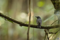 Thamnomanes ardesiacus