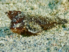 Ablabys macracanthus