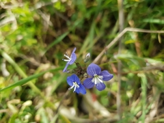 Veronica glauca