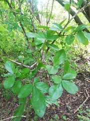 Sideroxylon obtusifolium