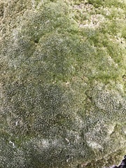 Bryophyta