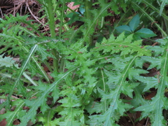 Image of Cirsium nuttalii