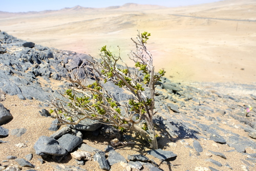 Pteronia spinulosa image