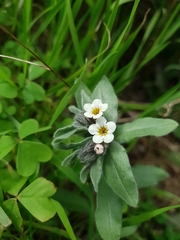 Alkanna corcyrensis