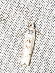 Crambus sparsellus