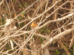Erithacus rubecula