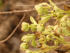 Helleborus foetidus
