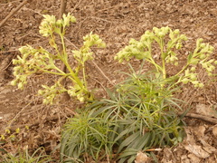 Helleborus foetidus