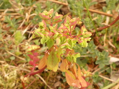 Euphorbia peplus