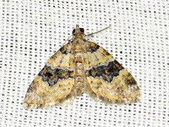 Piercia perizomoides