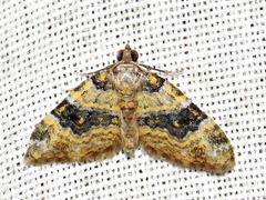 Piercia perizomoides