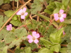 Geranium rotundifolium
