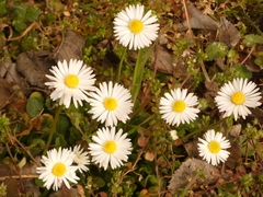 Bellis perennis