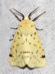 Eyralpenus testaceus