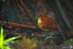 Grallaria flavotincta