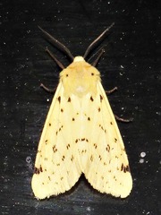 Eyralpenus testaceus