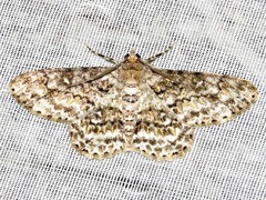 Ascotis reciprocaria