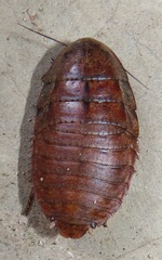 Pseudocalolampra pardalina