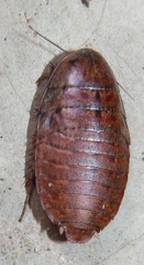 Pseudocalolampra pardalina