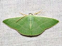 Neromia rubripunctilla