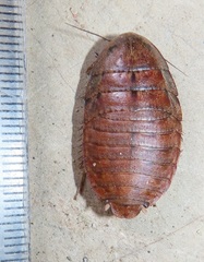 Pseudocalolampra pardalina