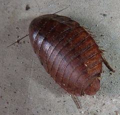 Pseudocalolampra pardalina
