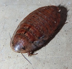 Pseudocalolampra pardalina