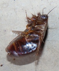 Pseudocalolampra pardalina