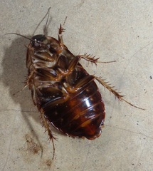 Pseudocalolampra pardalina