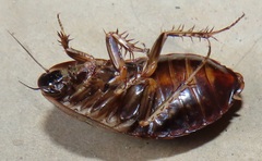 Pseudocalolampra pardalina