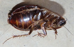 Pseudocalolampra pardalina