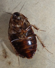 Pseudocalolampra pardalina