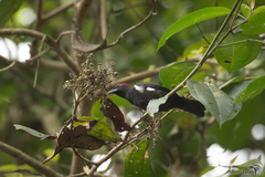 Heterospingus xanthopygius