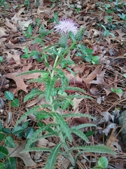 Cirsium repandum