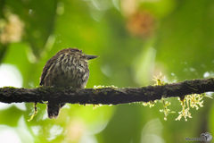 Micromonacha lanceolata
