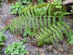 Dryopteris affinis pseudodisjuncta