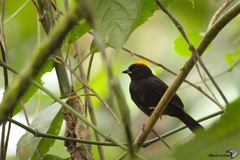 Tachyphonus delatrii