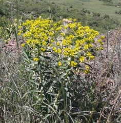 Euphorbia stepposa